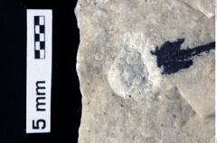 Foto (Detailansicht) von Decapoda indet. (NHMW-GEO-1990-0041-0363)